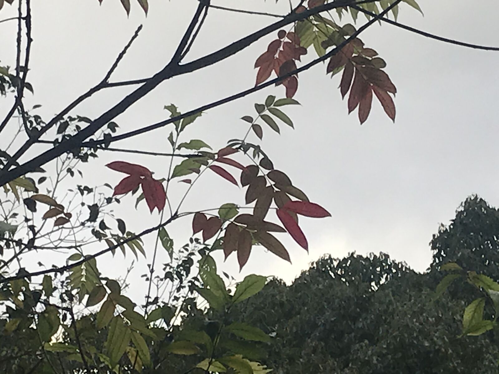 赤い葉青い葉 枚岡公園 ジンジャモール瓢箪山 赤い葉青い葉 枚岡公園 ジンジャモール瓢箪山