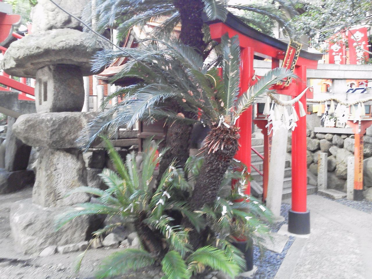 ひょこタン