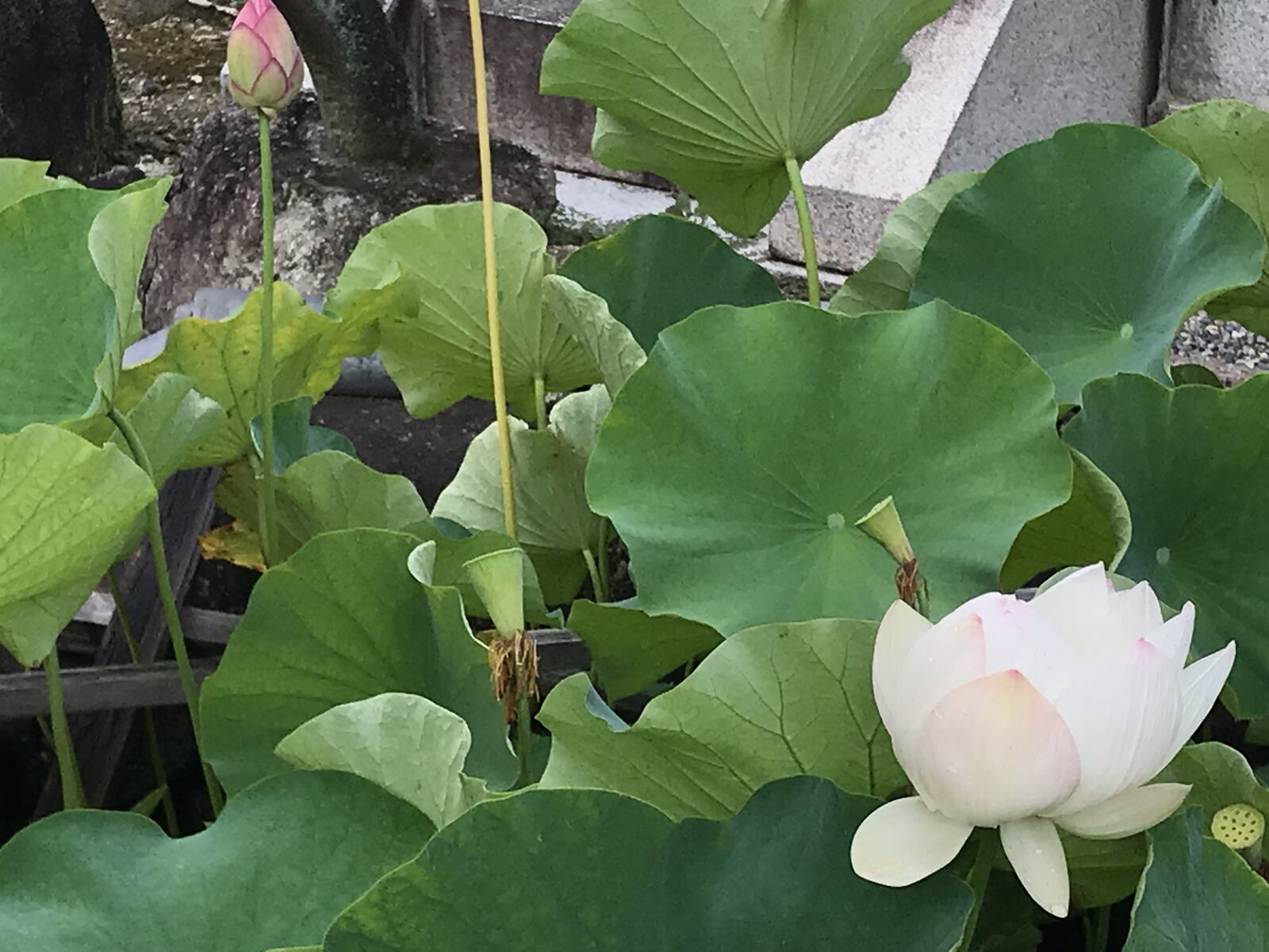 でんでんむしカエルにハスの花 ジンジャモール瓢箪山