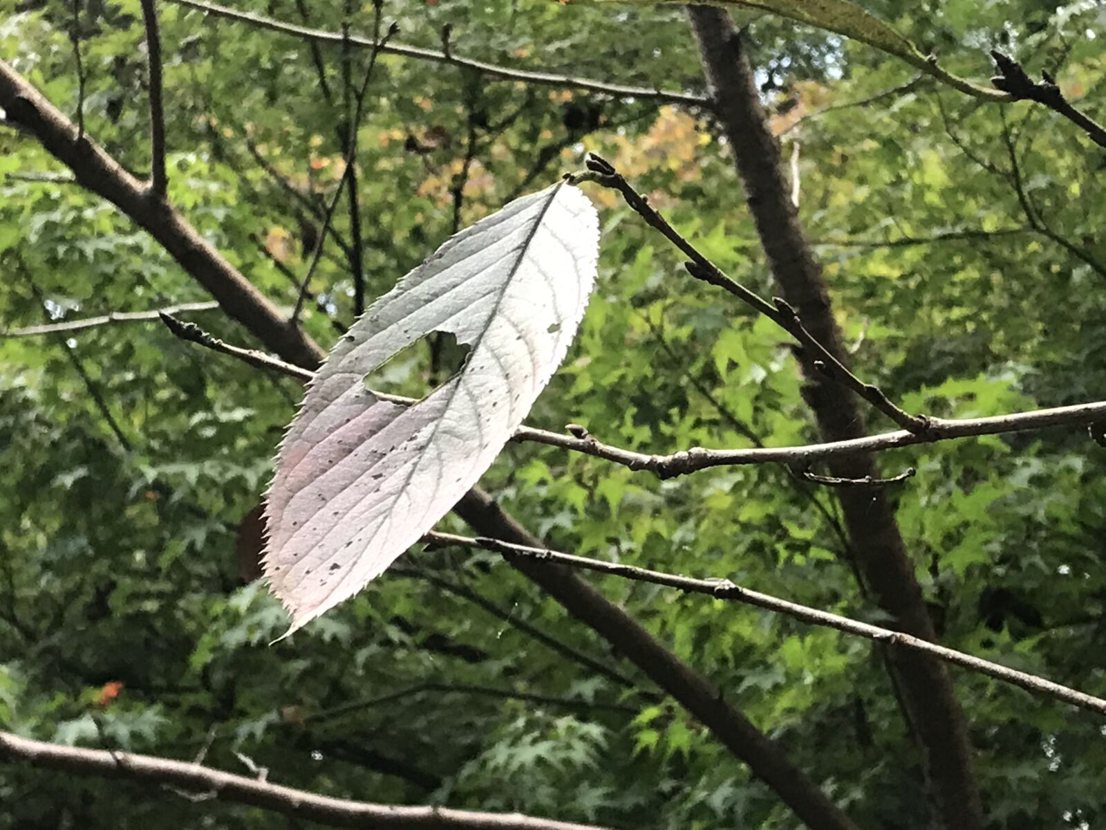 赤い葉青い葉 枚岡公園 ジンジャモール瓢箪山 赤い葉青い葉 枚岡公園 ジンジャモール瓢箪山
