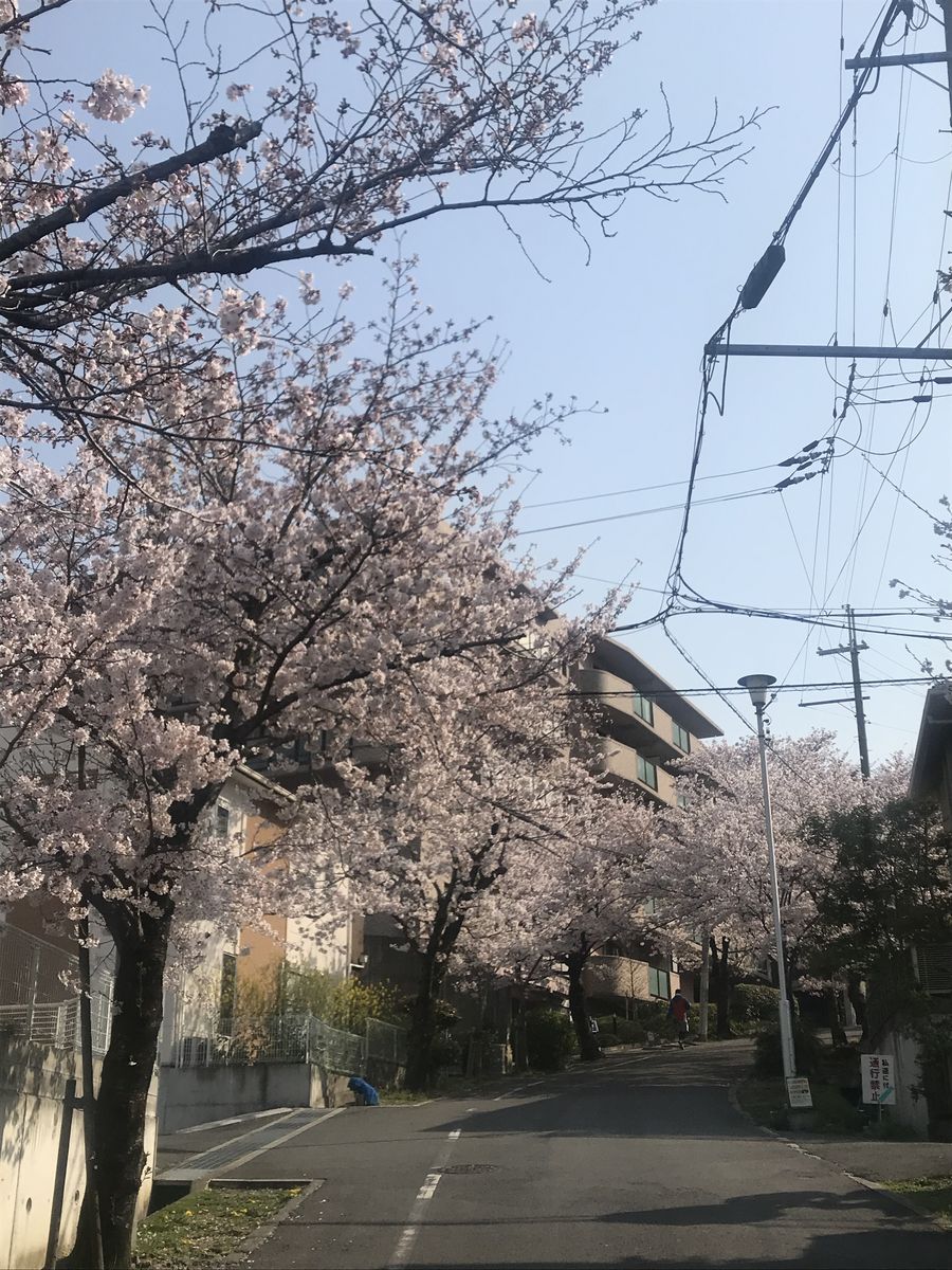 桜が満開 桜坂 ジンジャモール瓢箪山