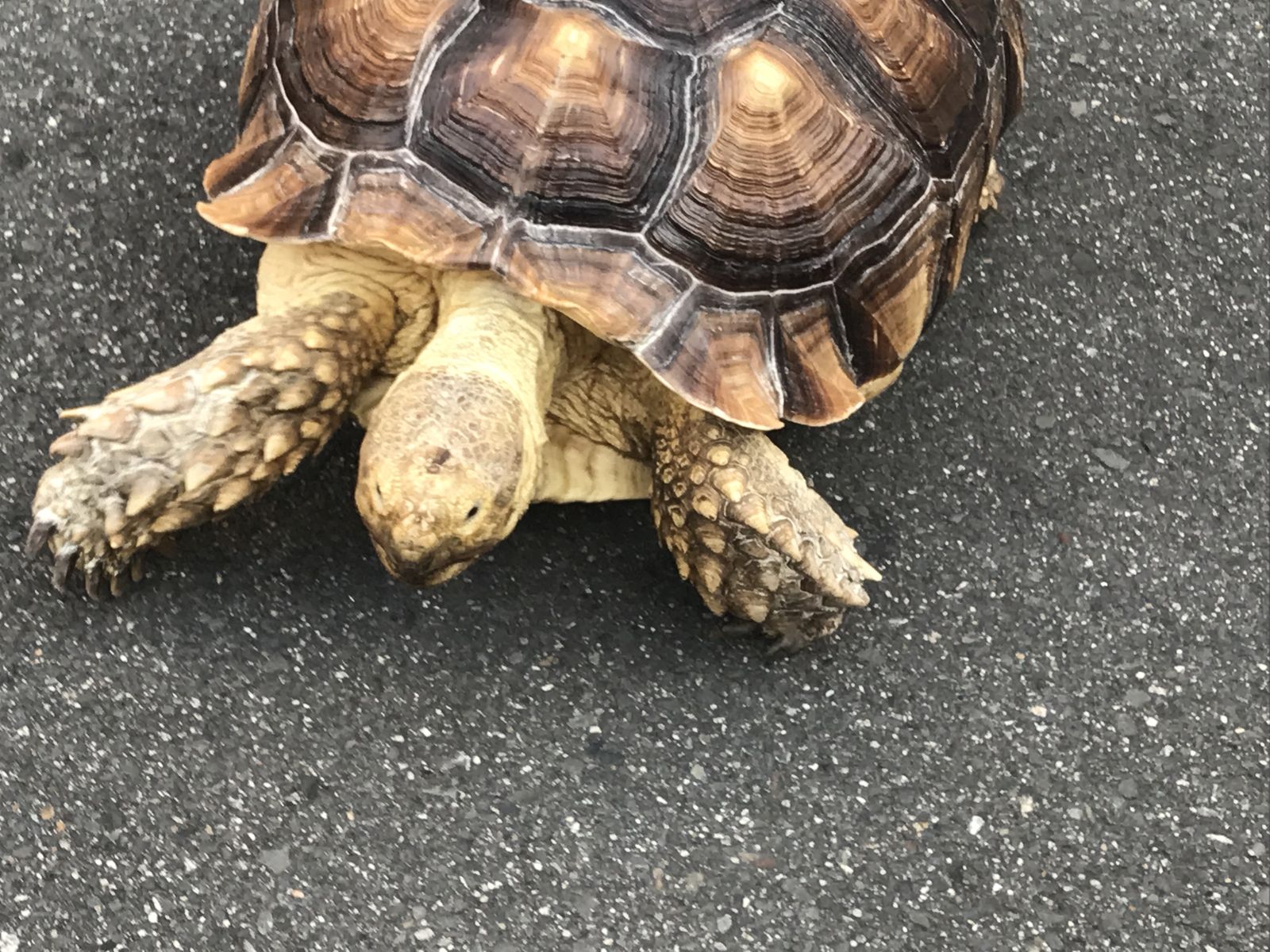 もしもしカメさん散歩中 ジンジャモール瓢箪山 もしもしカメさん散歩中 ジンジャモール瓢箪山