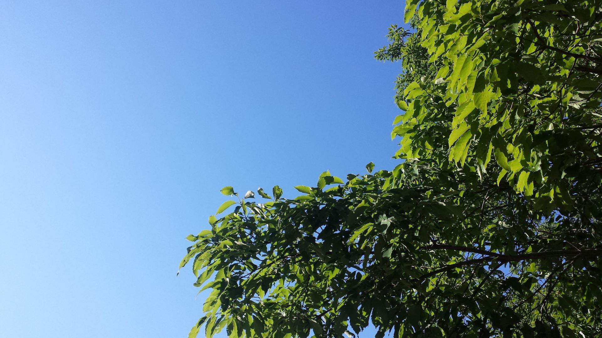 青い空 緑の葉っぱ ジンジャモール瓢箪山