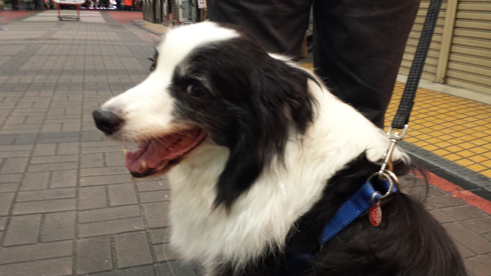 ジンジャモールでかわいいワンコ アイ アム バックス ジンジャモール瓢箪山