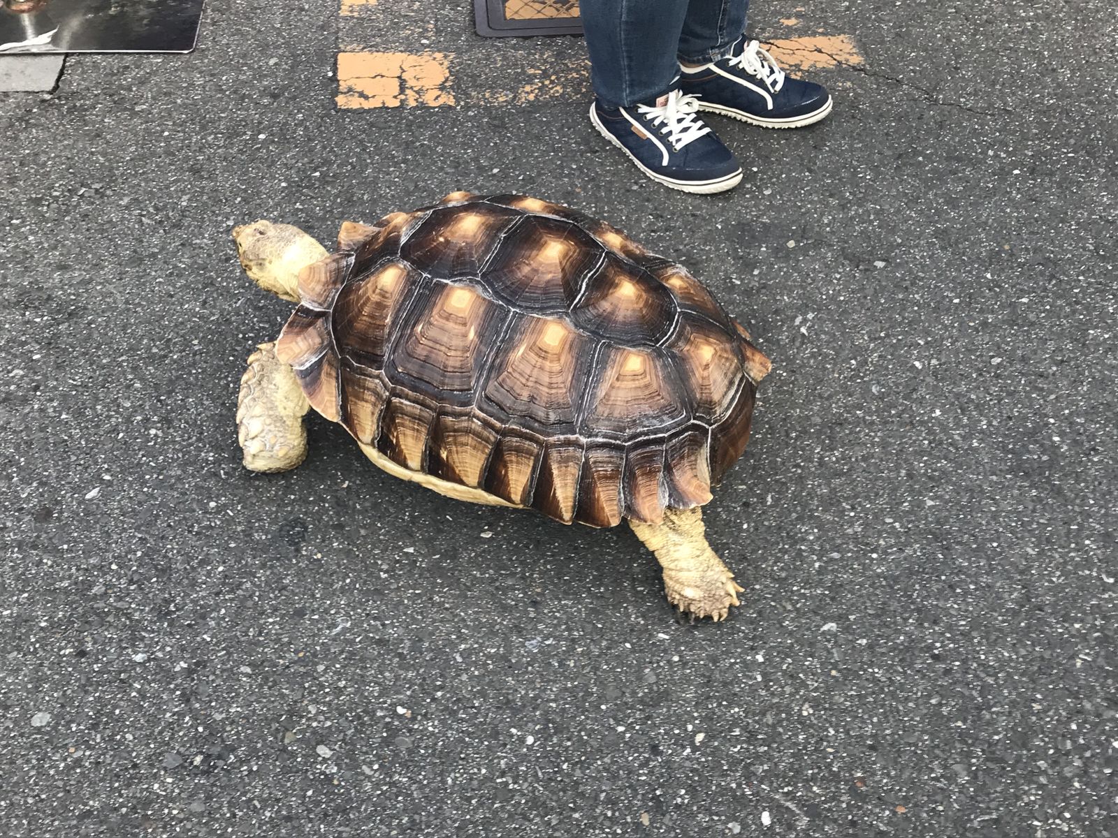 もしもしカメさん散歩中 ジンジャモール瓢箪山 もしもしカメさん散歩中 ジンジャモール瓢箪山