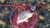 黄色
