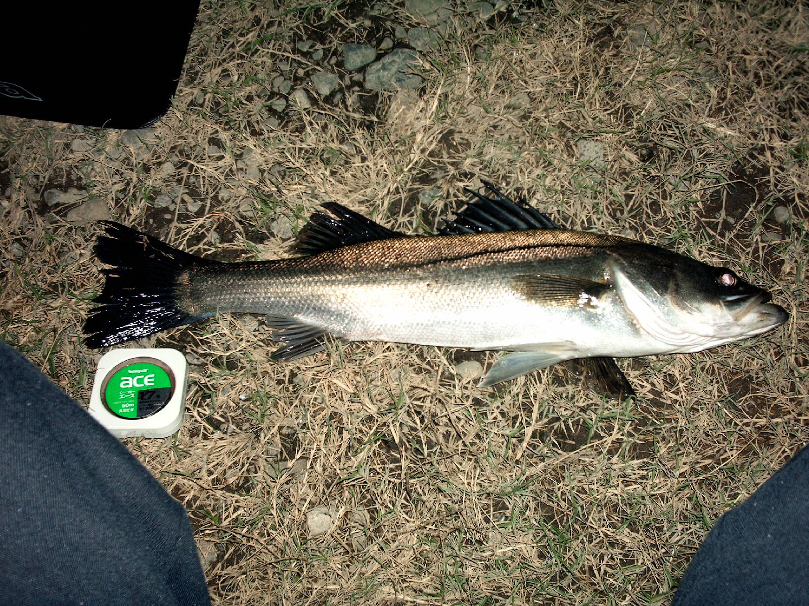 湾奥の魚 釣山釣二の黒鯛釣り