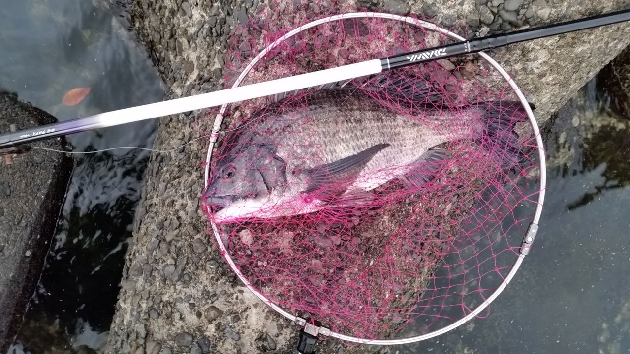 房州の暴れん坊season8 スパイダーフラッシュローリングサンダー 釣山釣二の黒鯛釣り