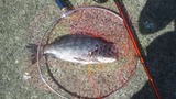 駿河湾産