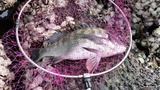 良い魚体