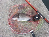 見えてた魚