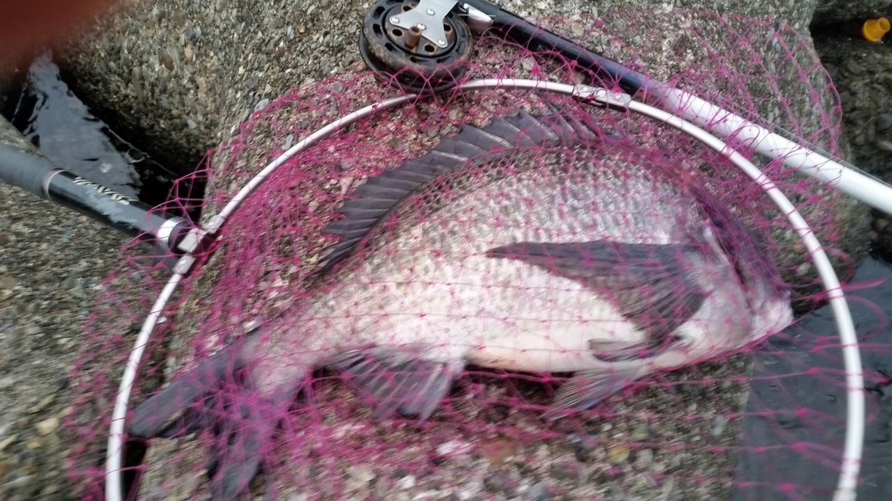 房州の暴れん坊season8 スパイダーフラッシュローリングサンダー 釣山釣二の黒鯛釣り