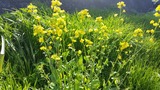菜の花
