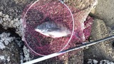 元気サイズ!!