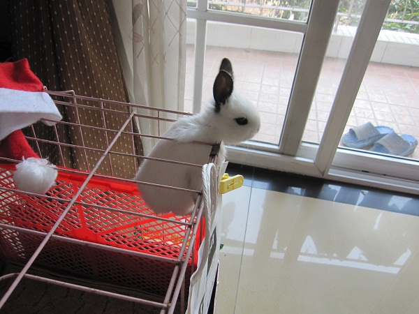 重慶 パンダうさぎノアの脱走 撮った ココシリ再び 重慶ログ