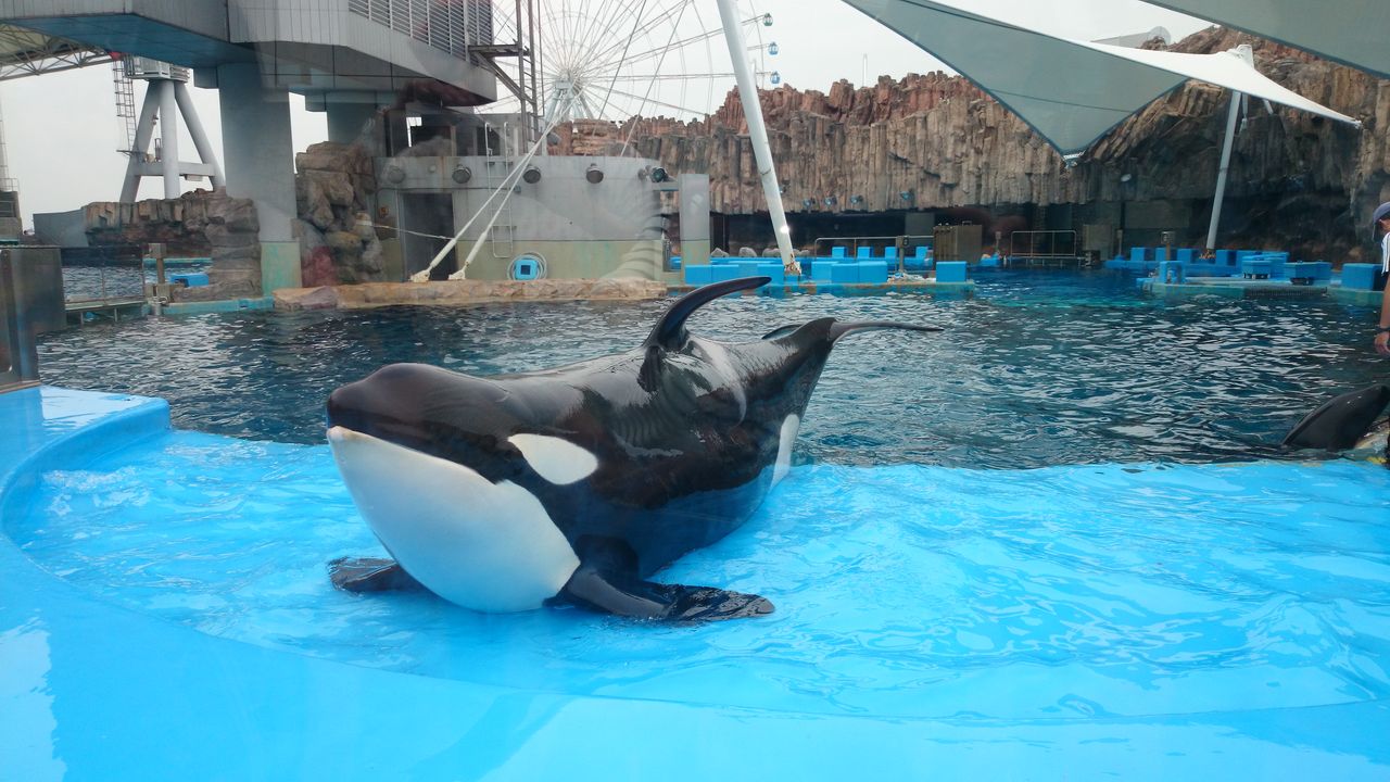 名古屋港水族館 バックヤード見学 シャチ Jinの 育脳 育児日記 名古屋港水族館 バックヤード見学 シャチ Jinの 育脳 育児日記