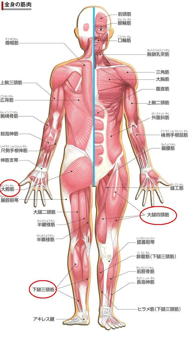 登山後 一番疲労する筋肉は 体の部位 サロメ スタイル