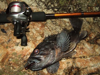 モノホンの山陰根魚ゲー Dragon Loop