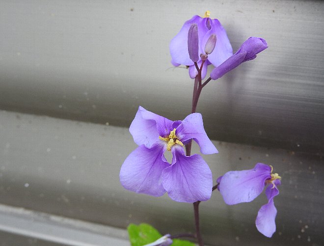 花 ハナダイコン Jinsen99のlivedoor Blog 花 ハナダイコン Jinsen99のlivedoor Blog
