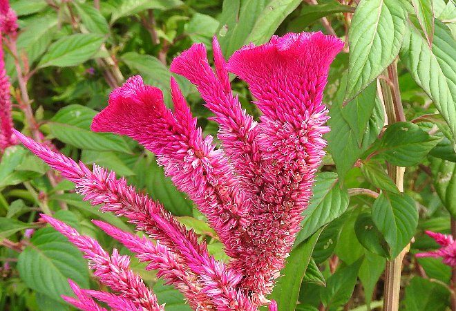 花 けいとう むかご ポポー Jinsen99のlivedoor Blog 花 けいとう むかご ポポー Jinsen99のlivedoor Blog