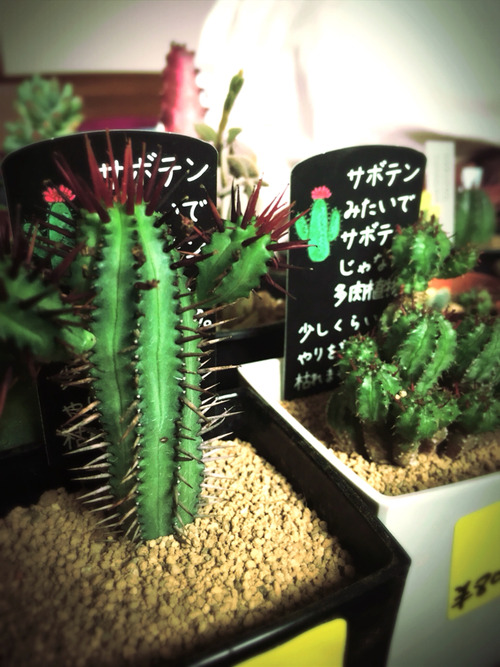 米粒キリン