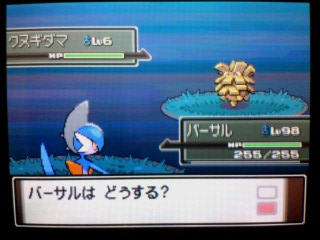 くぬぎだま