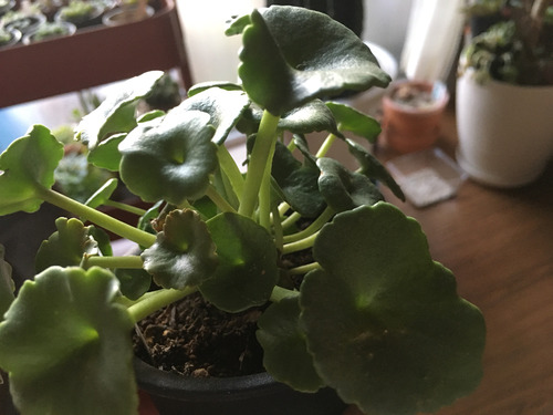 玉盃