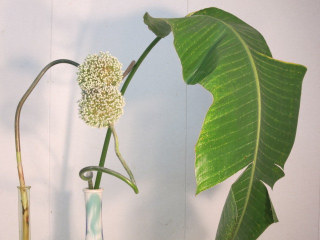 nhk日曜美術館を見て 次郎吉の花 nhk日曜美術館を見て 次郎吉の花