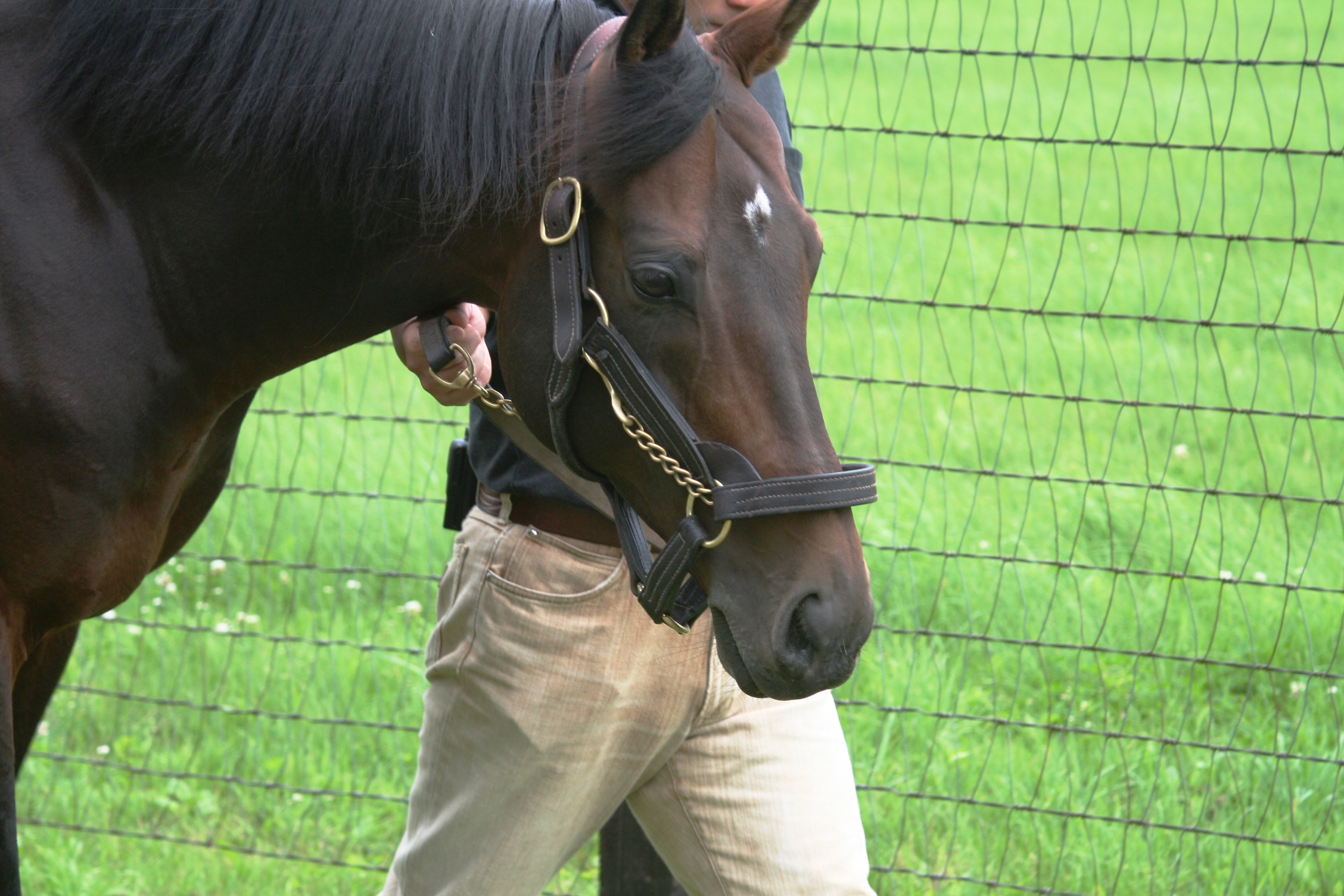 ディープインパクト 社台ss Shotaのラーメンレポ