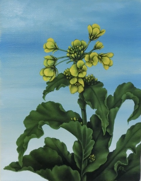 NagakoMorimachi_Nanohana