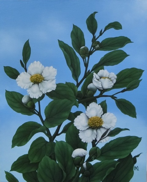 NagakoMorimachi_Natsutsubaki