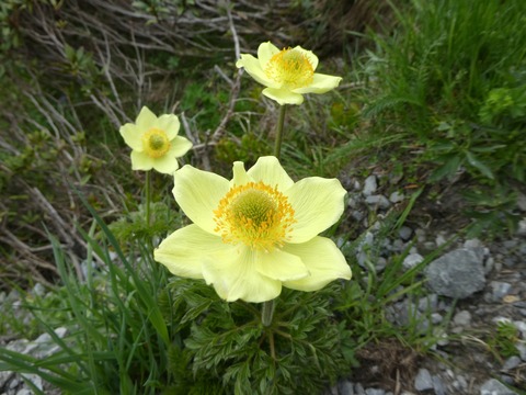 P1060161