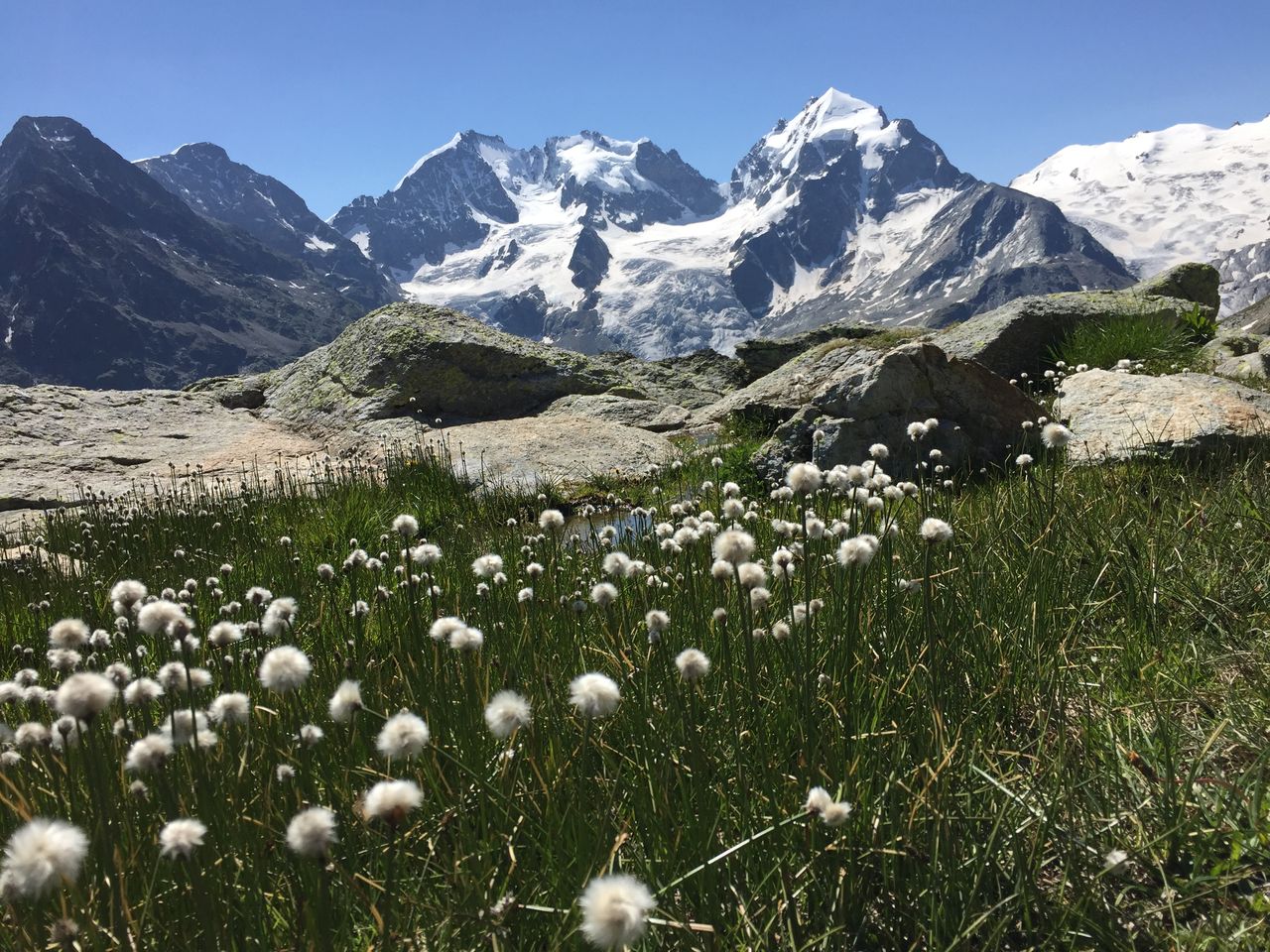 エゾワタスゲとベルニナ山群 スイスアルプス便り