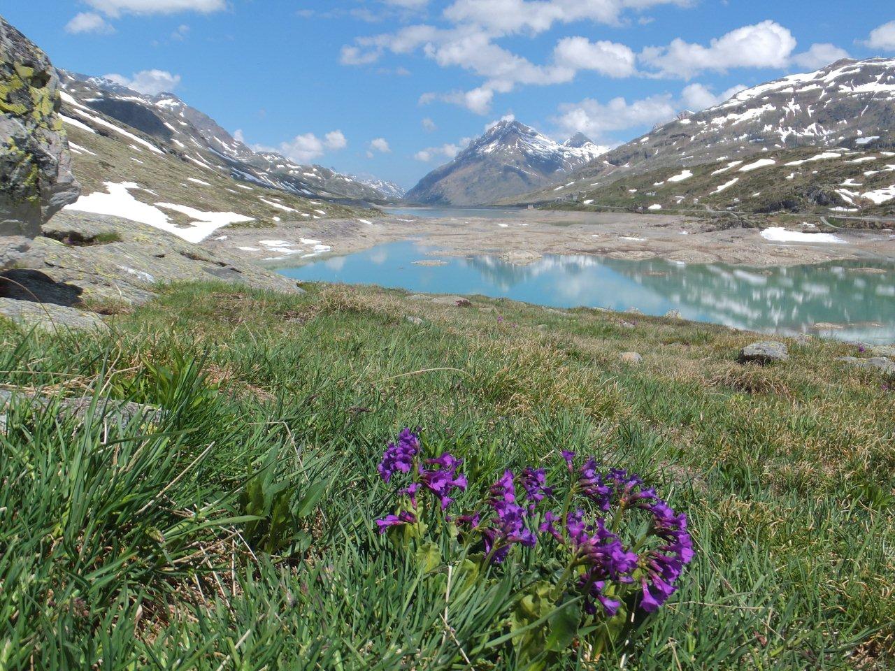 ラーゴビアンコより スイスアルプス便り