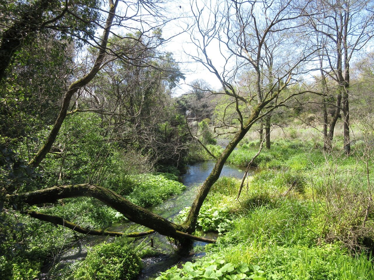 柿田川公園　湧水温度測定