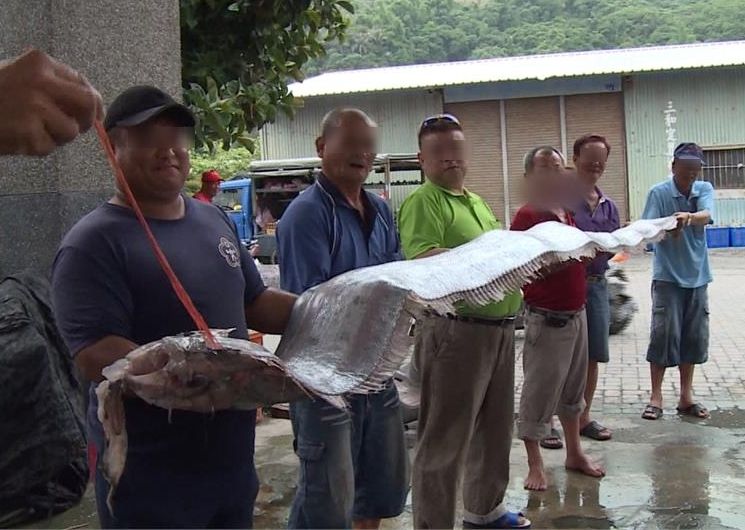 【前兆】台湾東部で「地震魚」（リュウグウノツカイ）が多数捕獲される～大阪北部地震の前にも捕獲されていた？