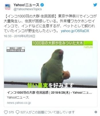 【生き物】東京や神奈川で「インコ」が大量発生…1000羽を超える大群に住民も困惑