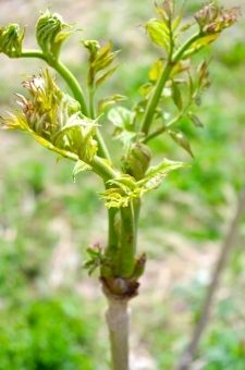 【群馬】基準超え放射性物質が「タラノメ」から検出…同じ場所でとれた122パックを既に流通