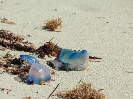 【相模湾】神奈川県・鎌倉の海岸に猛毒クラゲ「カツオノエボシ」が大量に打ち上げられる