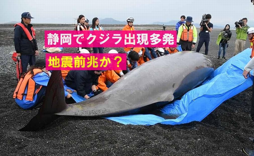 【前兆】静岡県で4日連続クジラのストランディング（打ち上げ）が起きた～大地震の前兆か？