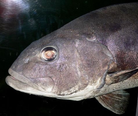 【日本海】巨大な深海魚「オオクチイシナギ」が鳥取沖で網にかかる！