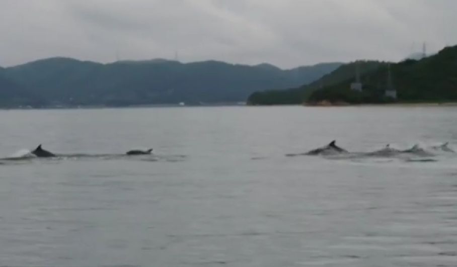 【宏観】茨城県内陸で地震連発＋瀬戸内海にイルカの群れ＋長野県で白虹