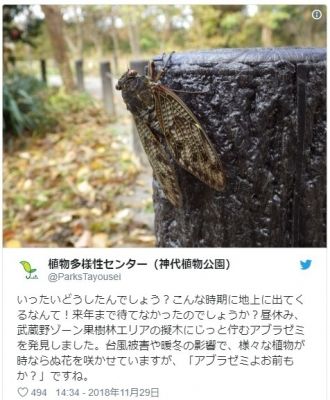 【異常】もう冬なのにここ数日の暑さにより、東京都内で「セミ」が羽化…公園職員も驚き