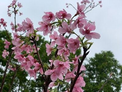 今日の授業 ３年生 香港日本人学校大埔校のできごと