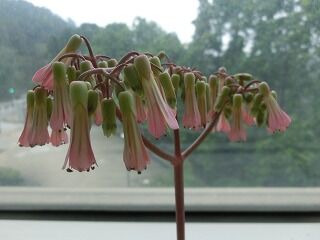 香港日本人学校 大埔校