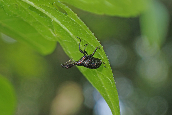 P4160020エゴツルクビ♀