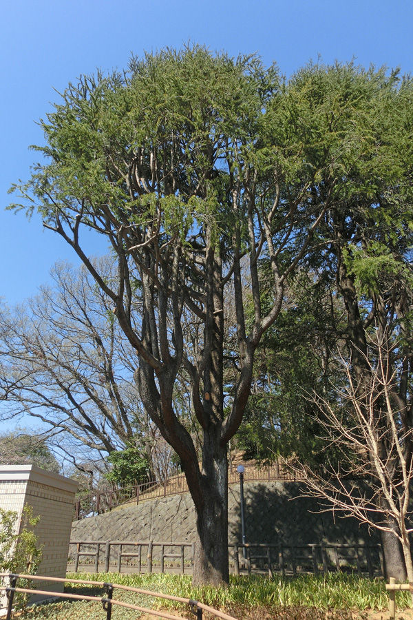 イメージ 8