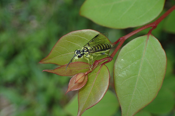 P4170053クロムネアオハバチ