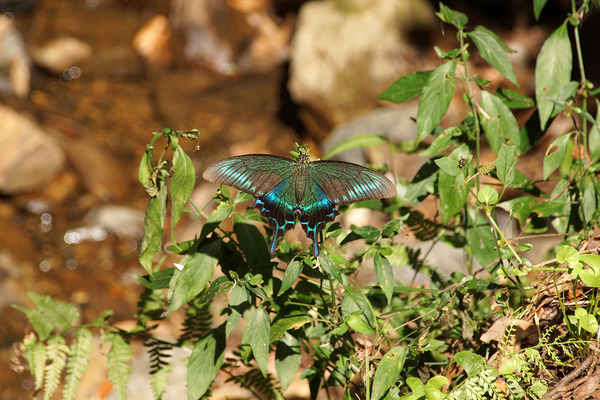 08261401_miyama