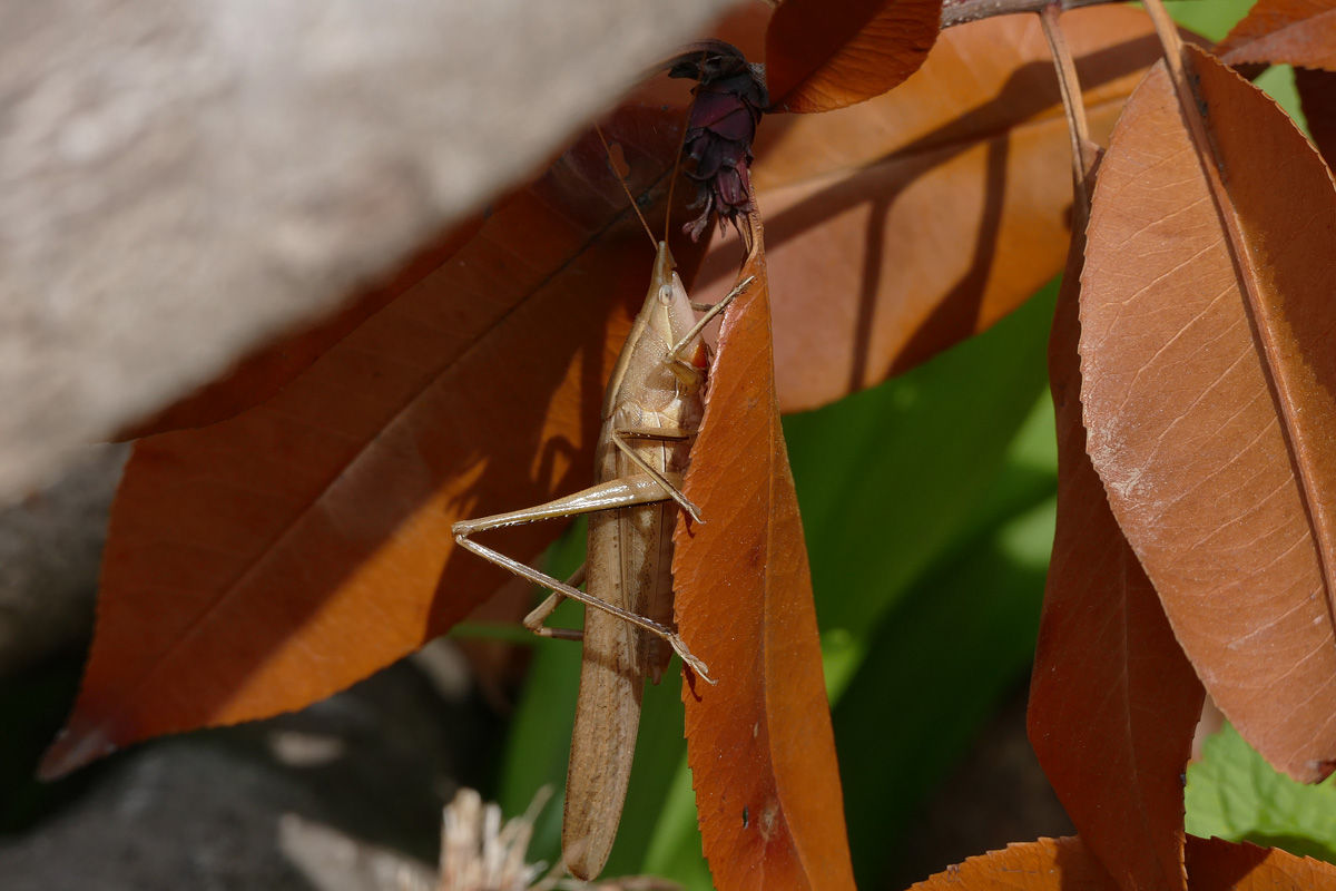 19年04月 こごみ散歩２